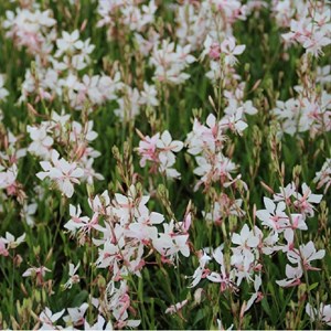 6 x gaura lindheimeri 'short form' - godet 9x9 cm