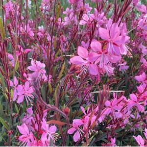 6 x gaura lindheimeri 'tutti frutti' - godet 9x9 cm