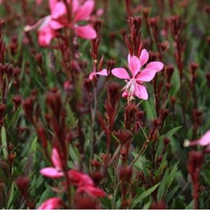 6 x gaura lindheimeri 'tutti frutti' - godet 9x9 cm