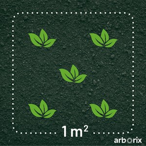 Gaura lindheimeri 'white dove' - gaura lindheimeri ' white dove' - godet 9x9 cm