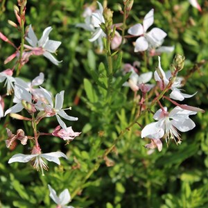 Gaura lindheimeri 'white dove' - gaura lindheimeri ' white dove' - godet 9x9 cm