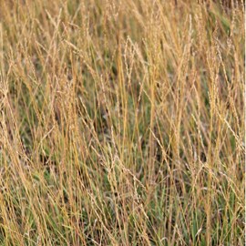 Molinie  - molinia arundinacea 'poul petersen'  - godet 9x9 cm