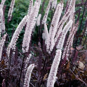 Actaea simplex.  - actaea simplex 'black beauty'  - godet 9x9 cm