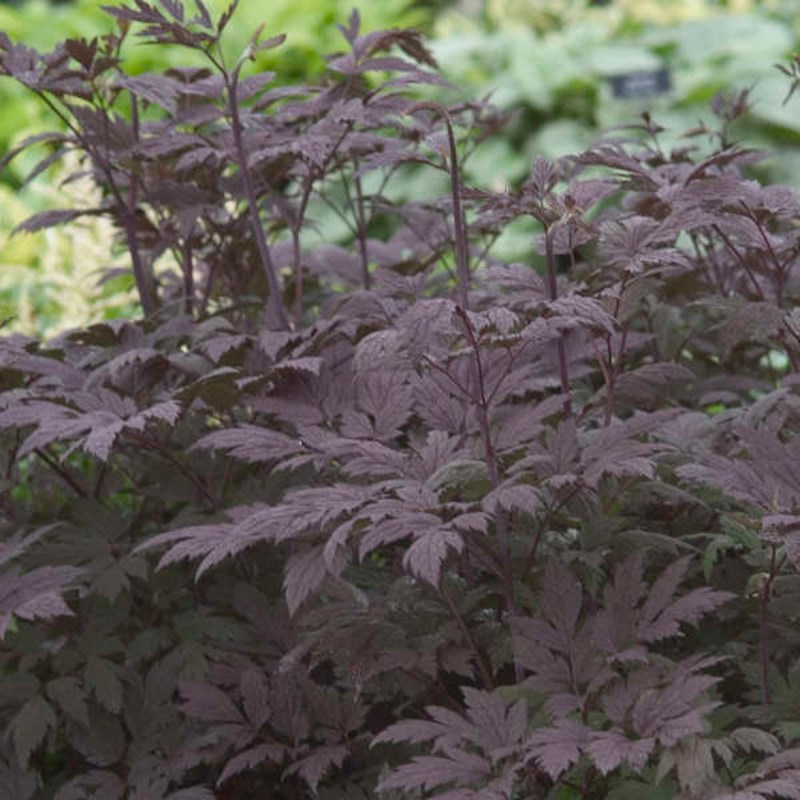 6 x actaea simplex. - actaea simplex 'black beauty' - godet 9x9 cm