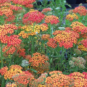 Achillea hybrida.  - achillea hybrida 'feuerland'  - godet 9x9 cm