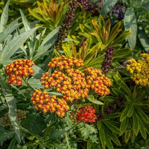Achillea hybrida.  - achillea hybrida 'feuerland'  - godet 9x9 cm
