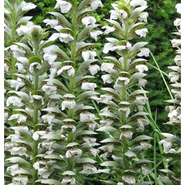 Acanthus mol.  - acanthus mollis 'hollard's gold'  - godet 9x9 cm