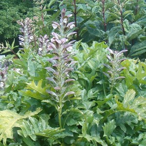 Acanthus mol.  - acanthus mollis 'hollard's gold'  - godet 9x9 cm