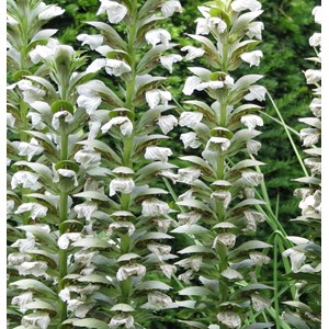 6 x acanthus mol.  - acanthus mollis 'hollard's gold'  - godet 9x9 cm