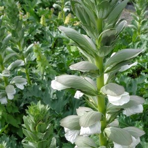 Acanthus mol.  - acanthus mollis 'rue ledan'  - godet 9x9 cm