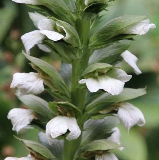6 x acanthus mol. - acanthus mollis 'rue ledan' - godet 9x9 cm