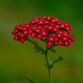 6 x achillée millefeuille 'saucy seduction' - achillea millefolium 'saucy