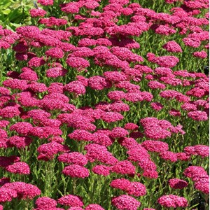 6 x achillée millefeuille 'saucy seduction' - achillea millefolium 'saucy