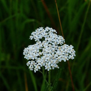 Achillée millefeuille  - achillea millefolium 'white beauty'  - godet 9x9 cm