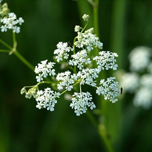 Achillée millefeuille  - achillea millefolium 'white beauty'  - godet 9x9 cm