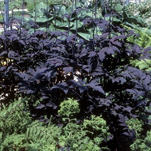Actaea simplex.  - actaea simplex 'hillside black beauty'  - godet 9x9 cm