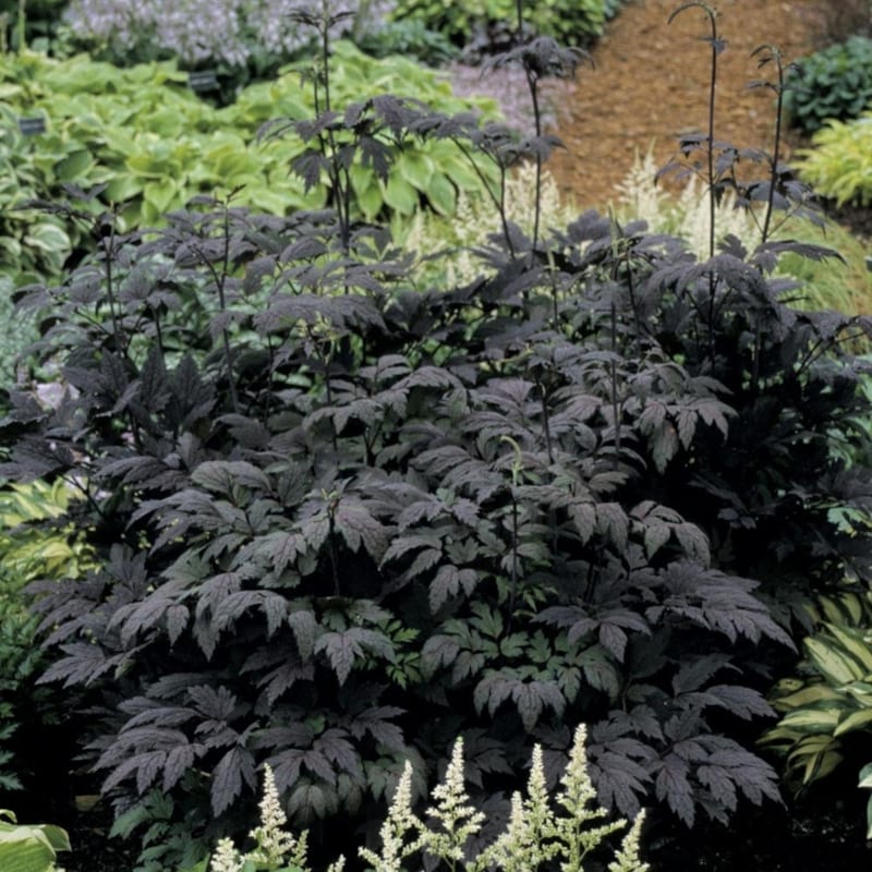 6 x actaea simplex. - actaea simplex 'hillside black beauty' - godet 9x9 cm