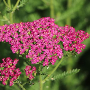 Achillée  - achillea hybrida 'velour'  - godet 9x9 cm