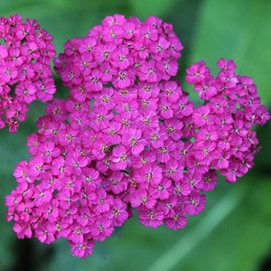 Achillée  - achillea hybrida 'velour'  - godet 9x9 cm