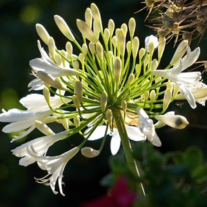 Agapanthus hybrida.  - agapanthus hybrida 'arctic star'  - godet 9x9 cm