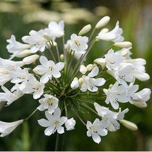 Agapanthus hybrida.  - agapanthus hybrida 'arctic star'  - godet 9x9 cm