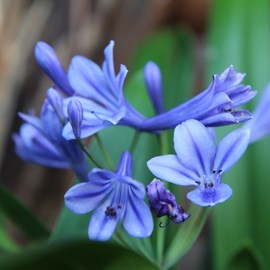 Agapanthus 'brillant blue'® - godet 9x9 cm