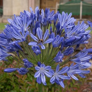 Agapanthus africanus.  - agapanthus africanus 'blue giant'  - godet 9x9 cm
