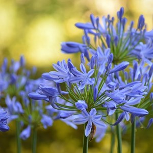 Agapanthus africanus.  - agapanthus africanus 'blue giant'  - godet 9x9 cm