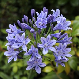 Agapanthus hybrida.  - agapanthus hybrida 'charlotte'®  - godet 9x9 cm
