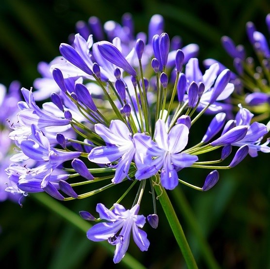 6 x agapanthus hybrida. - agapanthus hybrida 'charlotte'® - godet 9x9 cm