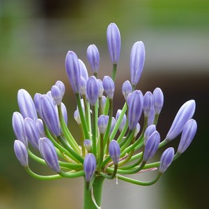 Agapanthe  - agapanthus hybrida 'donau'  - godet 9x9 cm
