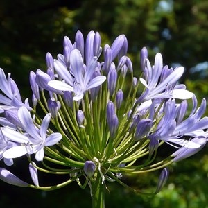 6 x agapanthe  - agapanthus hybrida 'donau'  - godet 9x9 cm