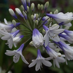 Agapanthe  - agapanthus hybrida 'enigma'  - godet 9x9 cm