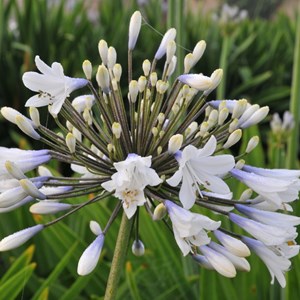 6 x agapanthe  - agapanthus hybrida 'enigma'  - godet 9x9 cm