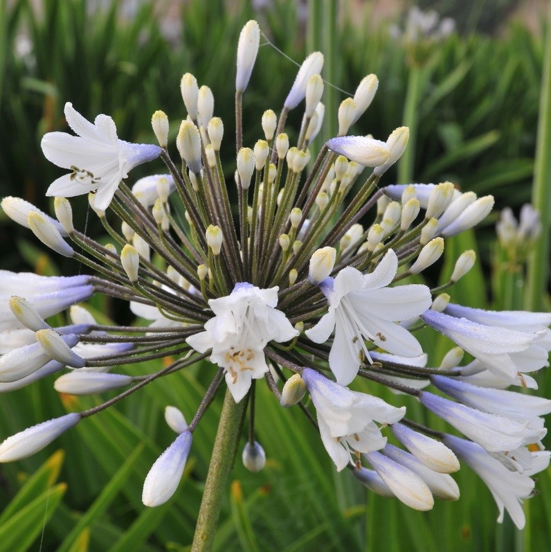 6 x agapanthe - agapanthus hybrida 'enigma' - godet 9x9 cm