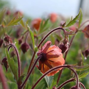 Geum hybrida.  - geum hybrida 'smokey peach'  - godet 9x9 cm