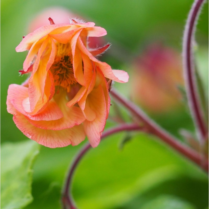 6 x geum hybrida. - geum hybrida 'smokey peach' - godet 9x9 cm