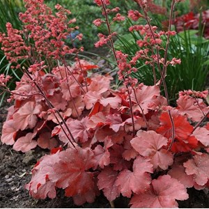 Heuchère  - heuchera hybrida 'cherry cola'®  - godet 9x9 cm