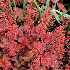 6 x heuchère  - heuchera hybrida 'cherry cola'®  - godet 9x9 cm