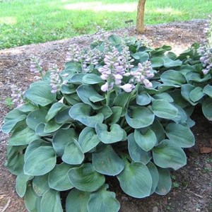 Hosta hybrida 'blue mouse ears' - godet 9x9 cm