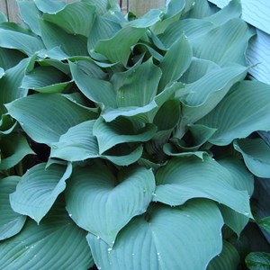 6 x hosta hybrida 'blue mouse ears' - godet 9x9 cm