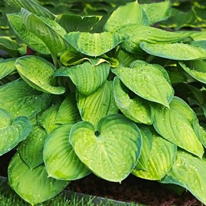 6 x hosta hybrida 'guacamole' - godet 9x9 cm