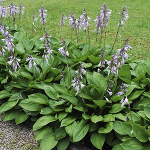 Hosta hybrida 'ryan's big one' - godet 9x9 cm