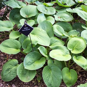 6 x hosta hybrida 'ryan's big one' - godet 9x9 cm