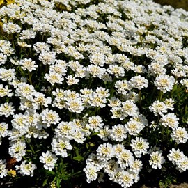 Corbeille d'argent, thlaspi  - iberis sempervirens 'fischbeck'  - godet 9x9 cm