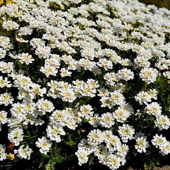 6 x corbeille d'argent, thlaspi - iberis sempervirens 'fischbeck' - godet 9x9