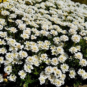 Corbeille d'argent, thlaspi  - iberis sempervirens 'fischbeck'  - godet 9x9 cm