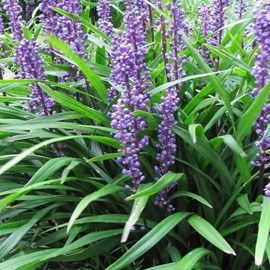 Liriope musc.  - liriope muscari 'evergreen giant'  - godet 9x9 cm