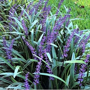 Liriope musc.  - liriope muscari 'evergreen giant'  - godet 9x9 cm