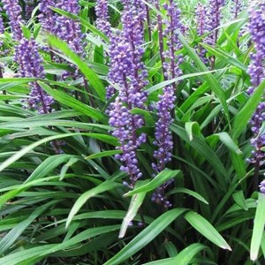 Liriope musc.  - liriope muscari 'evergreen giant'  - godet 9x9 cm